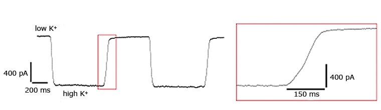 Port-a-Patch, Perfusion 5